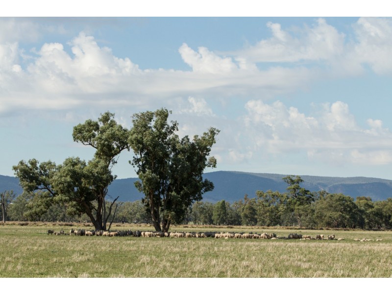 “Springview” 129 Loch Lomond Road, Gooloogong NSW 2805