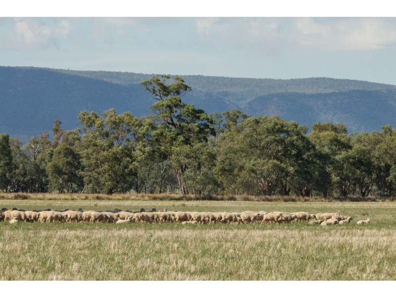 “Springview” 129 Loch Lomond Road, Gooloogong NSW 2805