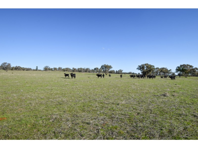 “Springview” 129 Loch Lomond Road, Gooloogong NSW 2805
