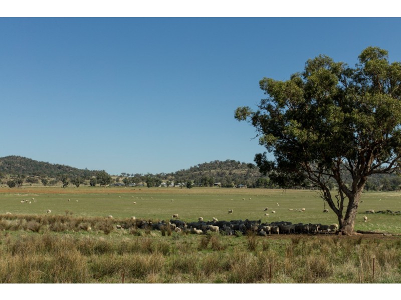 “Springview” 129 Loch Lomond Road, Gooloogong NSW 2805