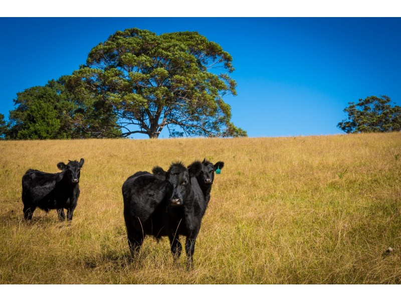 “Pretty View” 4072 Princes Highway, Coila NSW 2537