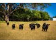 “Pretty View” 4072 Princes Highway, Coila NSW 2537