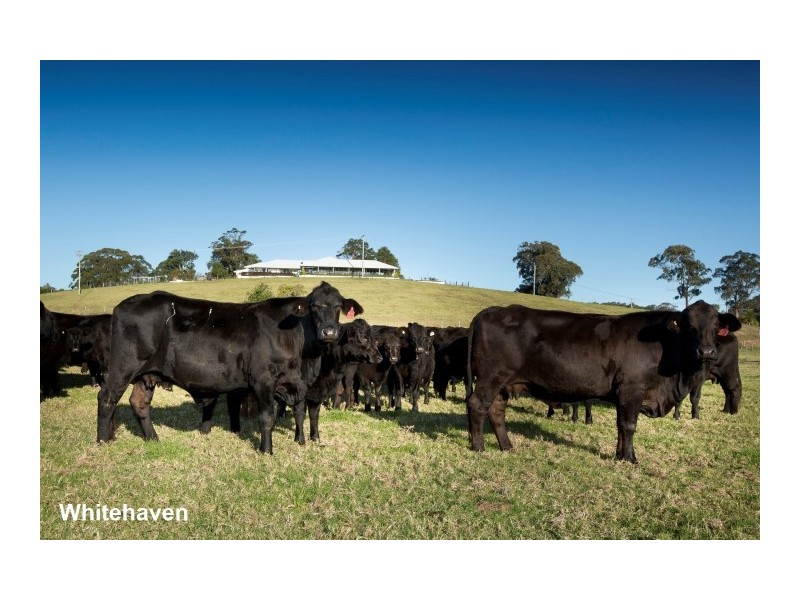 20 Surbiton Place, Mitchells Island NSW 2430