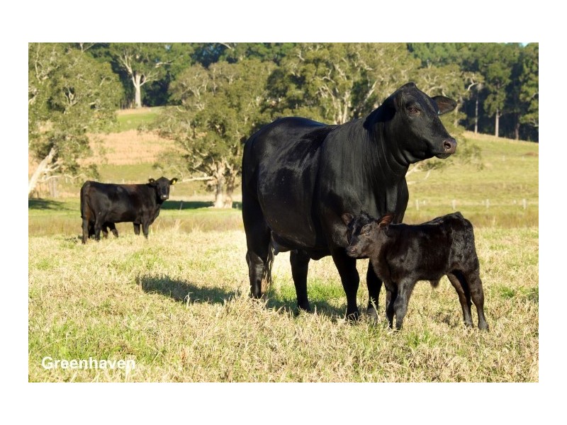 20 Surbiton Place, Mitchells Island NSW 2430