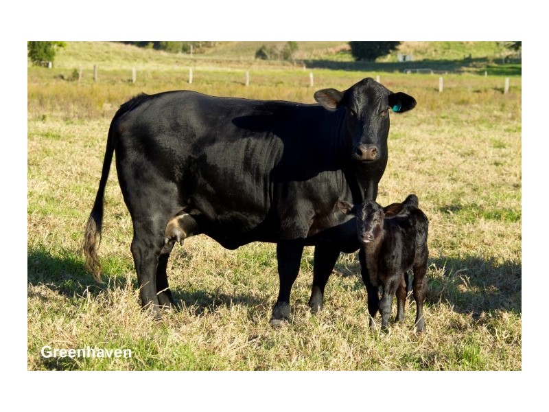 20 Surbiton Place, Mitchells Island NSW 2430