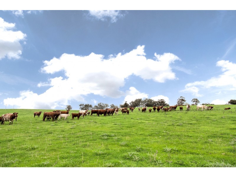 1609 Mitchell Highway, Orange NSW 2800