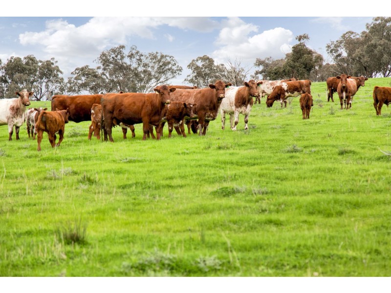 1609 Mitchell Highway, Orange NSW 2800