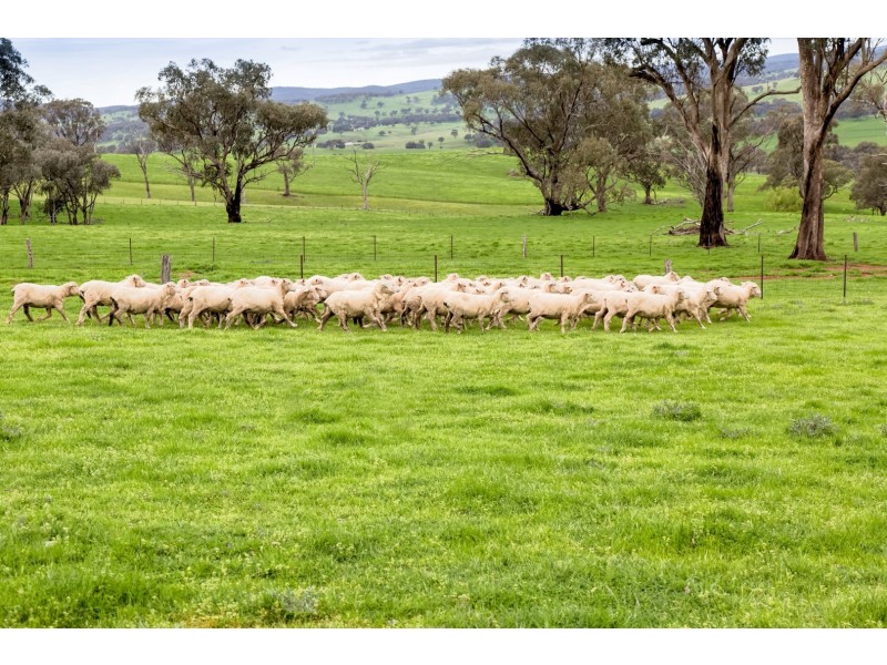 1609 Mitchell Highway, Orange NSW 2800