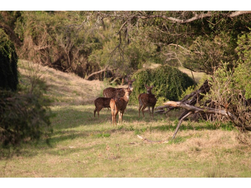 Towal Creek Station Toose Road, Comara NSW 2440