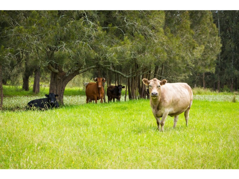 566 Wagonga Scenic Drive, Narooma NSW 2546