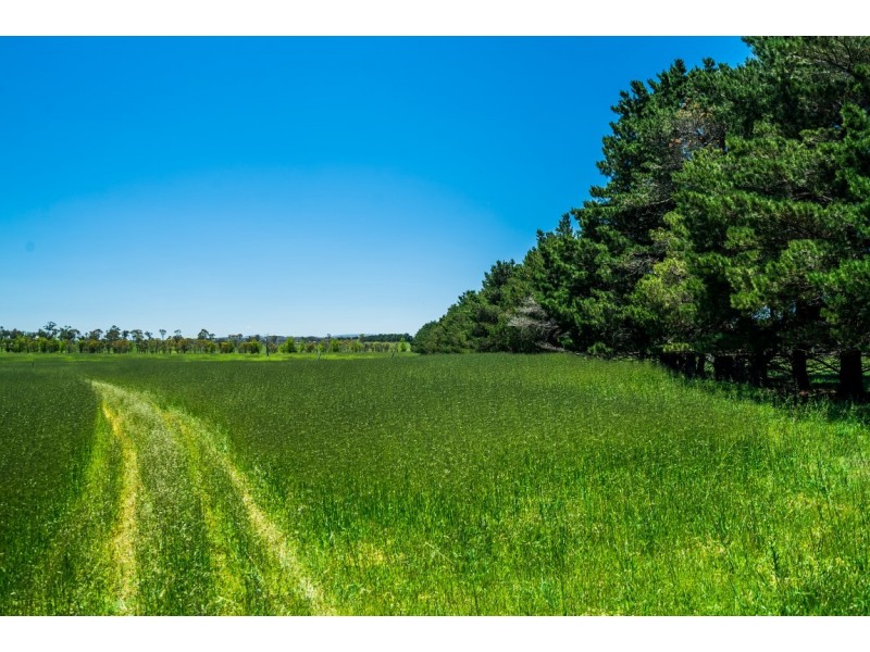 310 Racecourse Road, Uralla NSW 2358