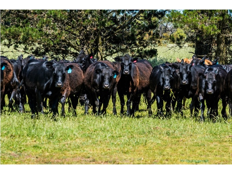 310 Racecourse Road, Uralla NSW 2358