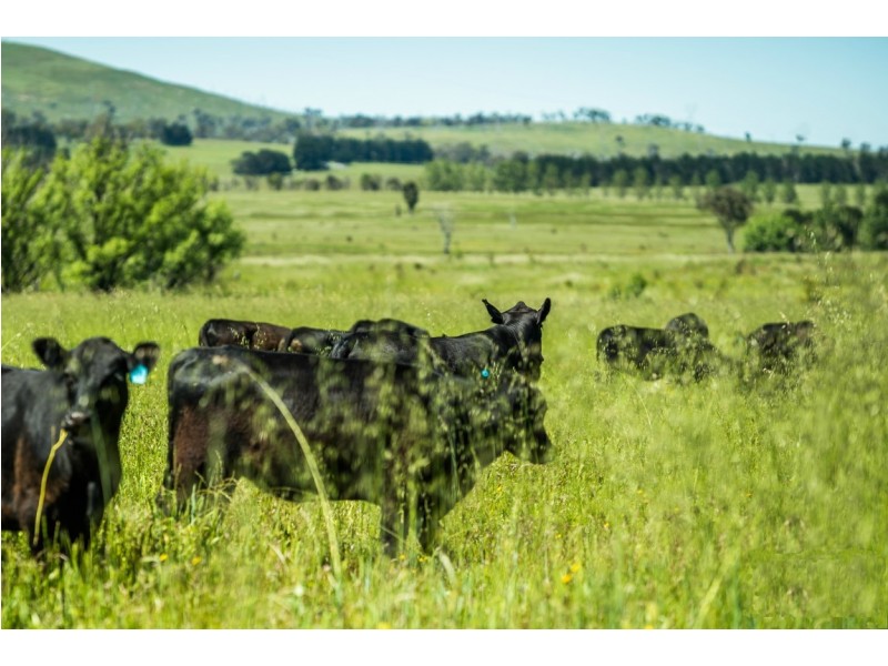 310 Racecourse Road, Uralla NSW 2358