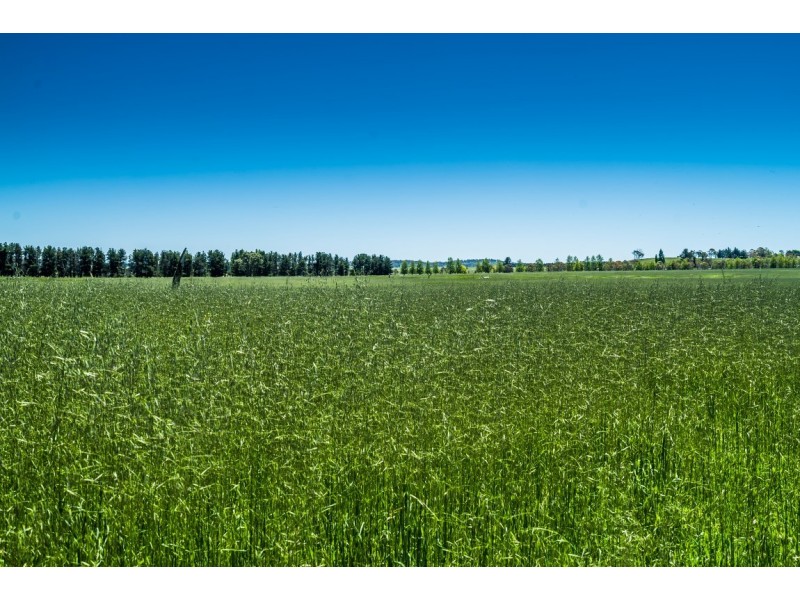 310 Racecourse Road, Uralla NSW 2358