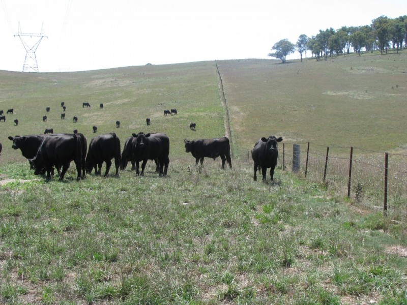 506 Thorpleigh Road, Hillgrove NSW 2350