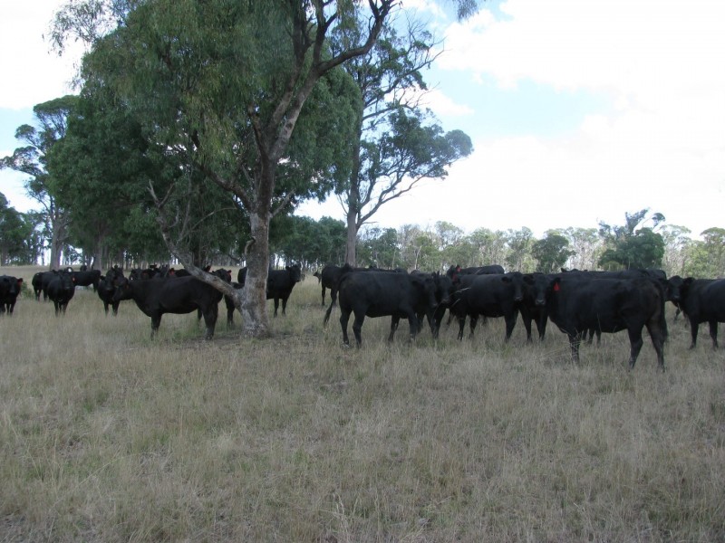 506 Thorpleigh Road, Hillgrove NSW 2350