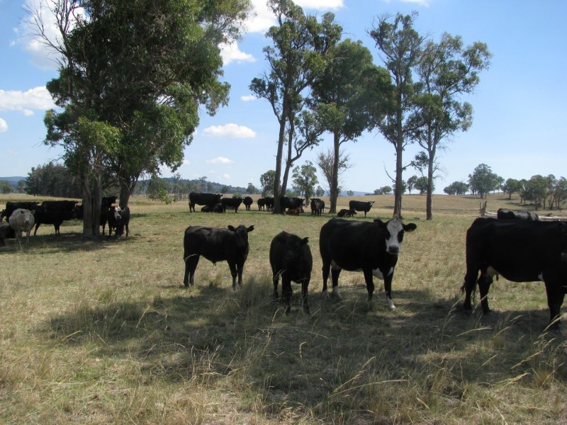 506 Thorpleigh Road, Hillgrove NSW 2350