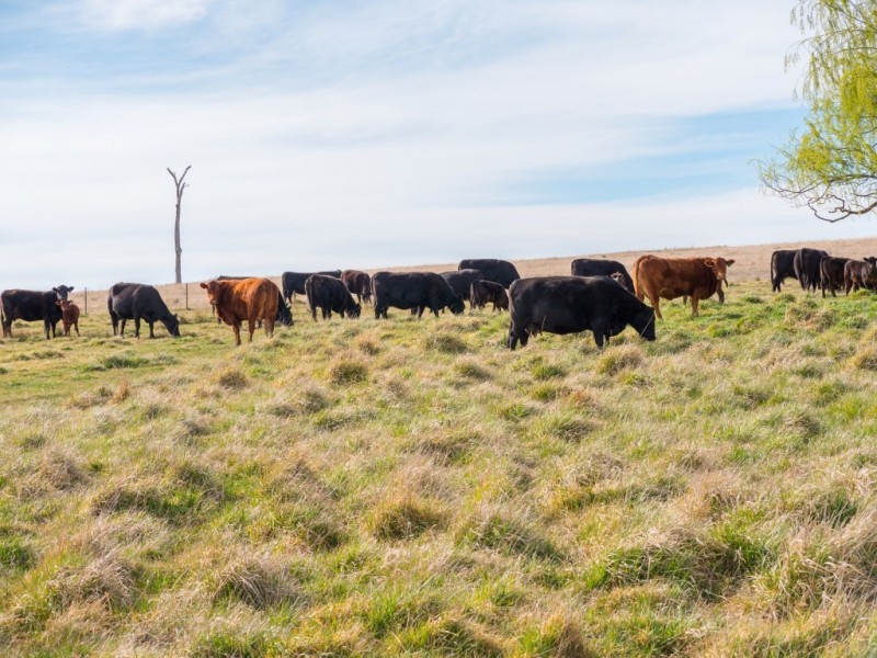 703 Dangarsleigh Road, Armidale NSW 2350