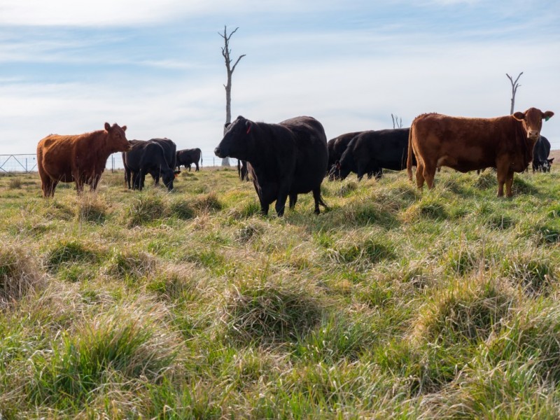 703 Dangarsleigh Road, Armidale NSW 2350