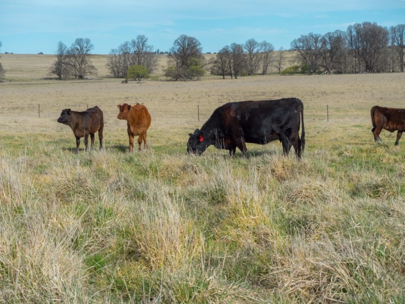 703 Dangarsleigh Road, Armidale NSW 2350