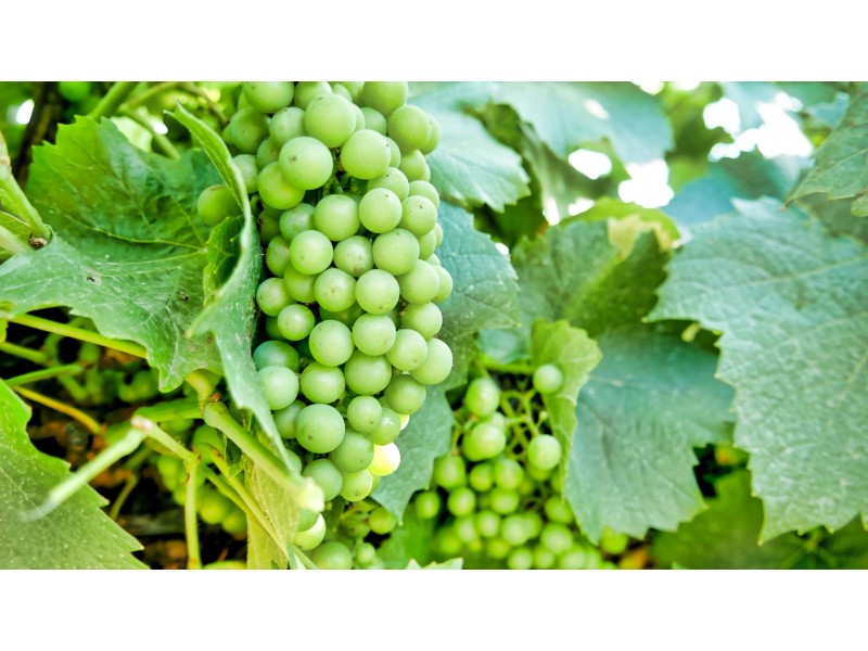 3994 Belubula Way, Canowindra NSW 2804