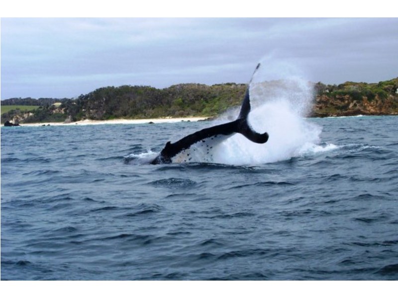 107 Dalmeny Drive, North Narooma NSW 2546