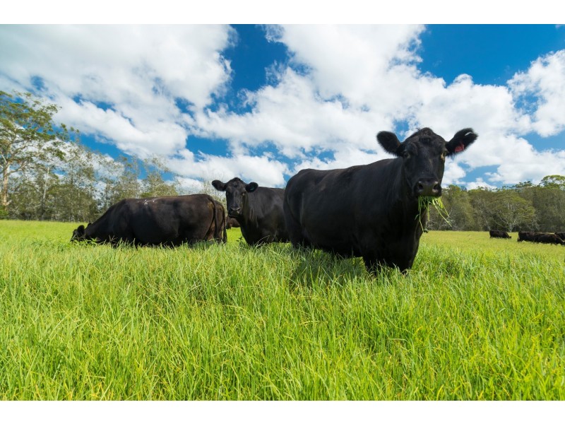 191 Glen Ora Road, Nabiac NSW 2312