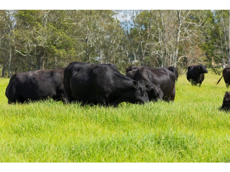 191 Glen Ora Road, Nabiac NSW 2312