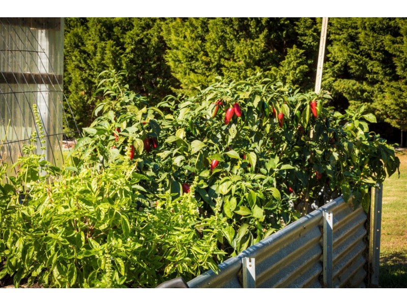 114 Youngs Road, Akolele NSW 2546