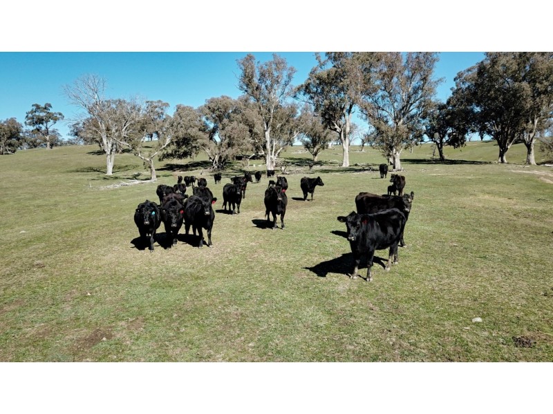 965 Clements Road, Woodstock NSW 2793