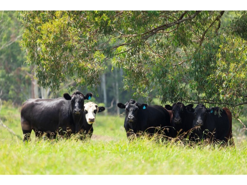 57 Hubbards Road North, Wootton NSW 2423