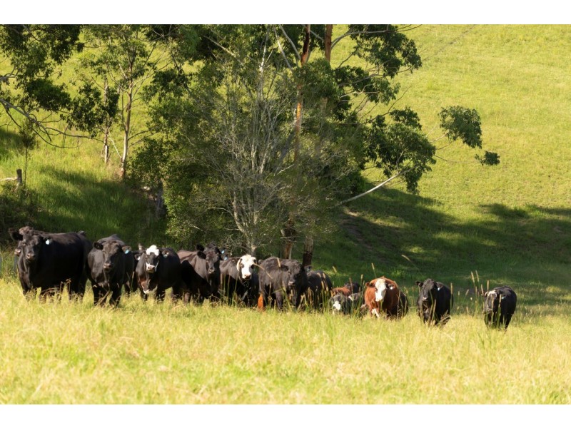 57 Hubbards Road North, Wootton NSW 2423