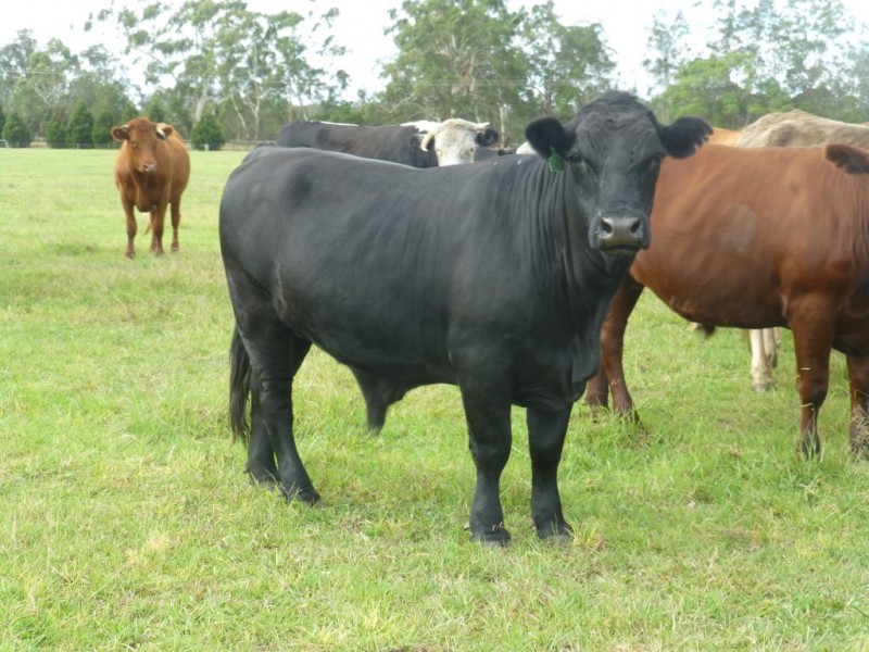 374 Elliots Road, Nabiac NSW 2312