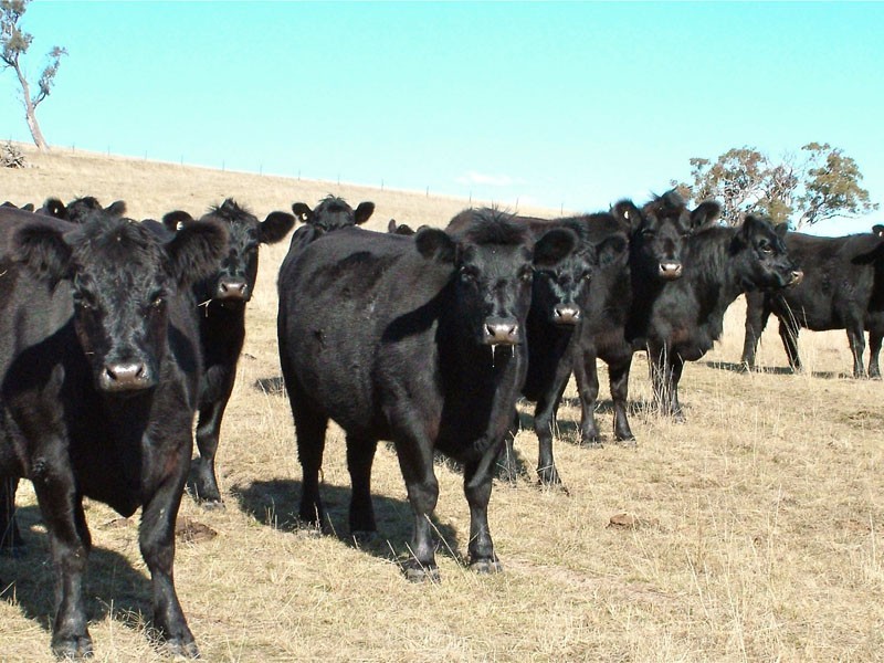 Bathurst NSW 2795