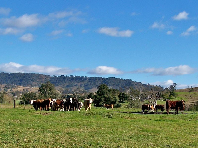 Mount Rivers NSW 2311