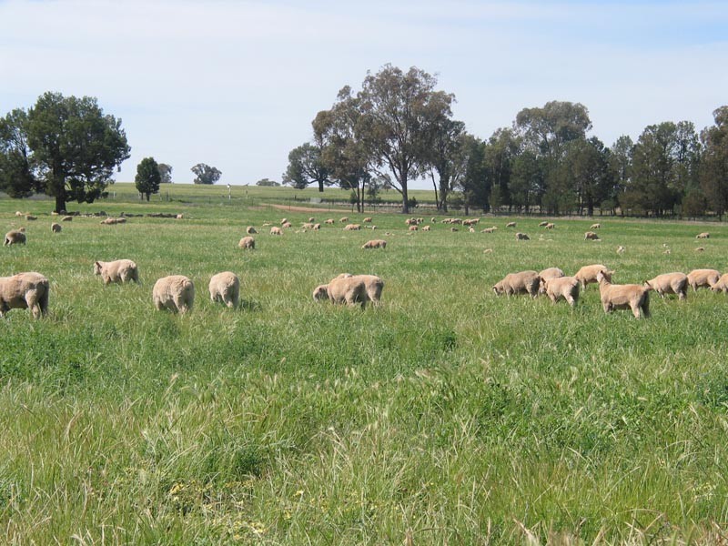 Cowra NSW 2794