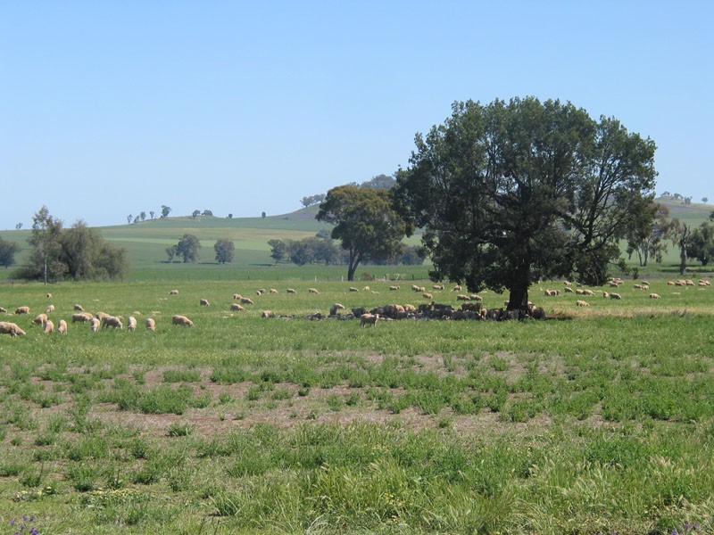 Cowra NSW 2794
