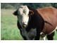 Gloucester NSW 2422