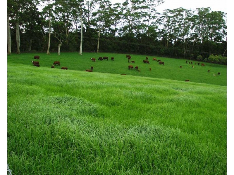 Berry NSW 2535