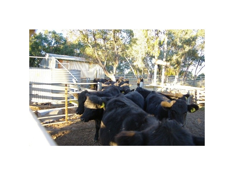 ‘Train View’ Back Woolbrook Road, Woolbrook NSW 2354