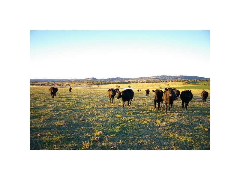 TL ‘Train View’ Back Woolbrook Road, Woolbrook NSW 2354