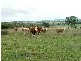 ‘Arran Park’ Winterbourne Road, Walcha NSW 2354