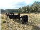 ‘Athlone East’ Stone Hut Road, Retreat NSW 2355