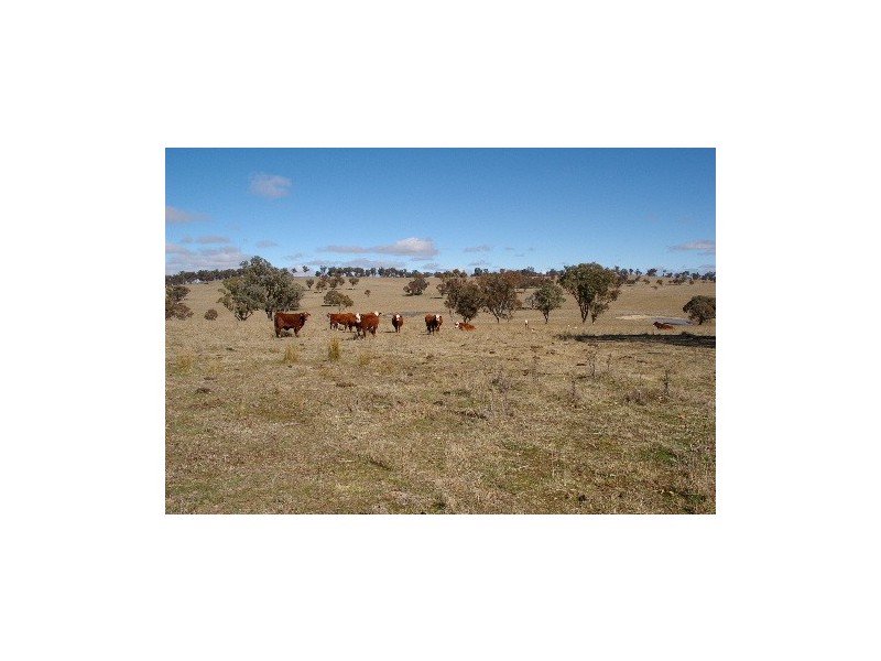 “Boro Creek” Wollun Road, Walcha NSW 2354