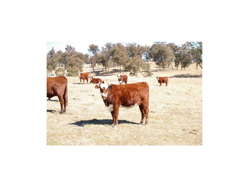 “Bourkes” Warrembah Road, Walcha NSW 2354