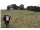 ‘Bellevue Downs’ Dungowan-Nowendoc Road, Niangala NSW 2354