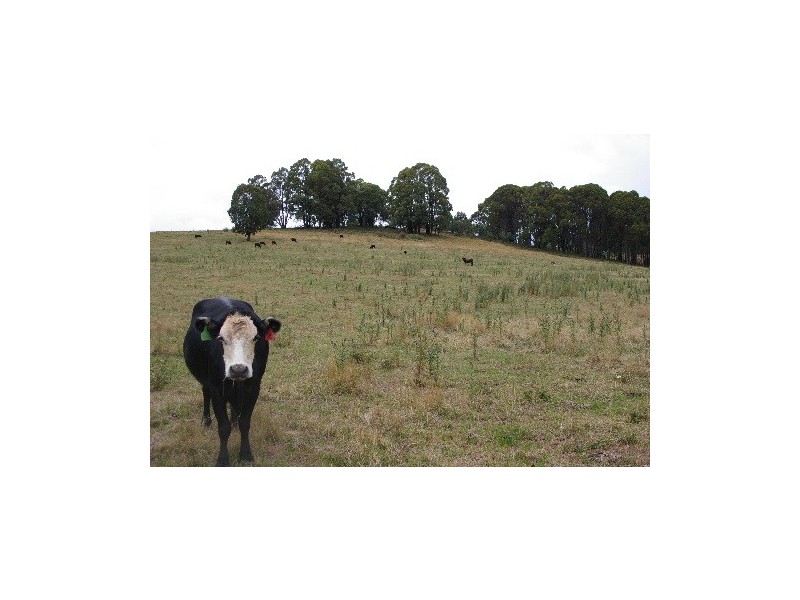 ‘Bellevue Downs’ Dungowan-Nowendoc Road, Niangala NSW 2354