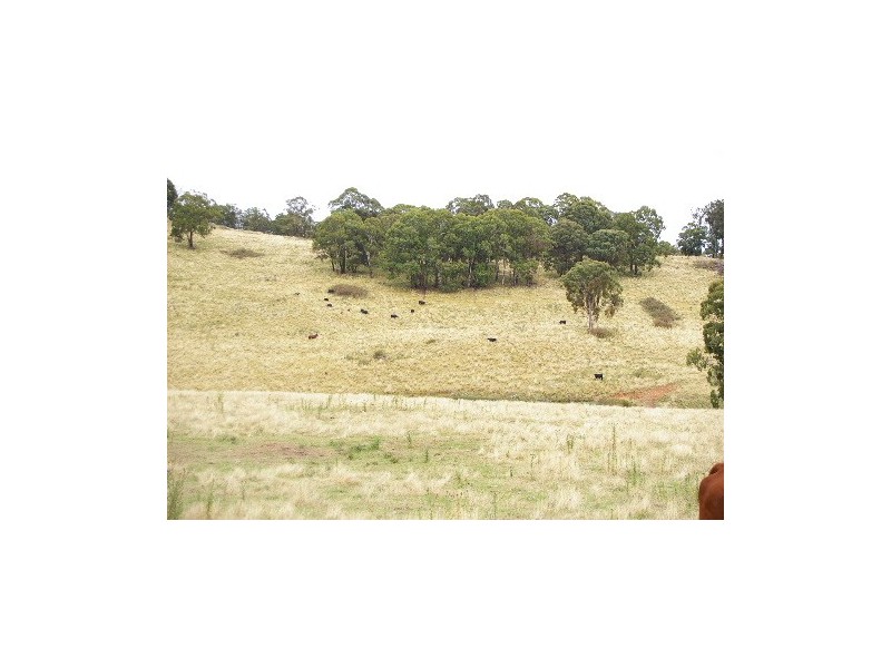‘Bellevue Downs’ Dungowan-Nowendoc Road, Niangala NSW 2354