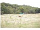 ‘Bellevue Downs’ Dungowan-Nowendoc Road, Niangala NSW 2354