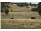 ‘Bellevue Downs’ Dungowan-Nowendoc Road, Niangala NSW 2354